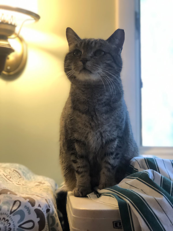 Hilltop Humane Society Welcome